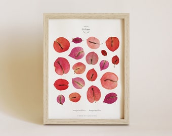 Peut inclure: Une impression encadrée avec un fond blanc et une collection de feuilles de bougainvilliers pressées rouges et roses. L'impression est intitulée "bougainvillea - bougainvillea" et comprend le texte "falsium designs".