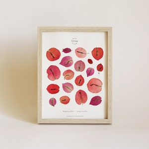 Herbarium of dried flowers · Bougainvillea · Dried flower frame, framed herbarium, dried flower painting, framed herbarium, botany