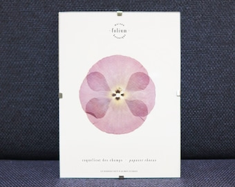 Herbier de fleurs séchées · Coquelicot · n·062 · Cadre de fleurs pressées, Herbier encadré, Affiche coquelicot, Folium Maison Botanique