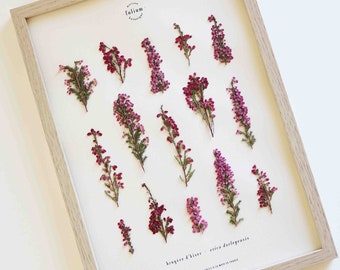 Peut inclure: Une impression botanique encadrée présentant des fleurs de bruyère pressées dans des tons de rose et de violet. L'impression est intitulée "Bruyère d'Hiver - Erica darlegensis" et est fabriquée en France.