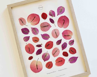 Peut inclure: Une impression encadrée avec un fond blanc et une collection de fleurs de bougainvilliers pressées roses, rouges et violettes. L'impression est intitulée "Bougainvillea" et comprend le texte "Les Merveilles Faits de la Nature".
