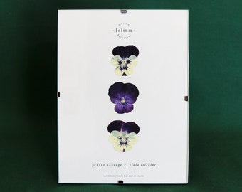 Herbier de fleurs séchées · Pensée sauvage · n·021  ·  Cadre de fleurs pressées, Herbier encadré, Tableau pensées, Folium Maison Botanique