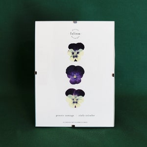 Dried Flower Herbarium · Wild Pansy · n·021 · Pressed Flower Frame, Framed Herbarium, Pansy Painting, Folium Maison Botanique