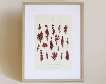 Peut inclure: Une impression botanique encadrée représentant une collection de fleurs de bruyère roses. L'impression est intitulée "Heather Flower - Erica vulgaris" et comprend le texte "Illustration by A.M.A. Smith".