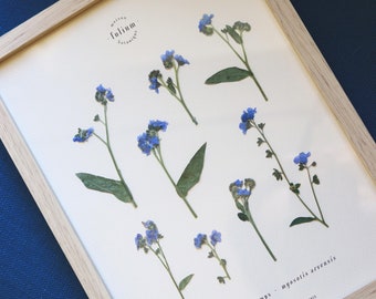 Herbier de fleurs séchées · Myosotis · Cadre fleurs pressées, Herbier encadré, Tableau herbier fleurs séchées, Folium