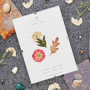 Astrological Herbarium · Taurus · Natural flower frames, Pressed flower herbarium, Framed herbarium, Dried flower herbarium