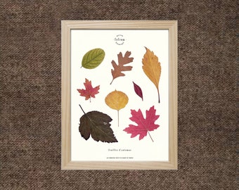 Herbarium of dried leaves · Autumn leaves ·  n·056