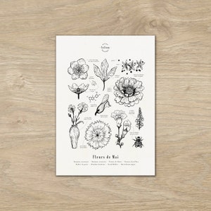 Plakat "Die Blumen des Mai" · A3 Illustration von saisonalen Blumen · Botanischer Stich, Botanisches Poster, Blumenzeichnung, Geschenkgeburt Mai