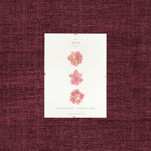 Herbarium of dried flowers Dauphinelle Rose n 18 Frame of pressed flowers, botanical painting, framed herbarium, interior decoration