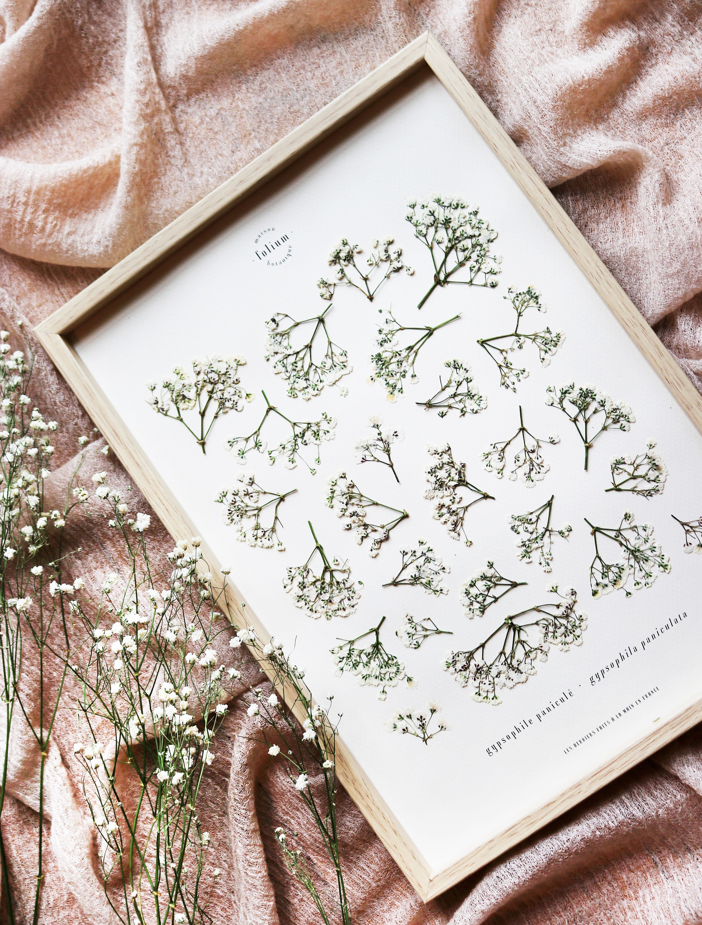 Herbier de Fleurs Séchées Gypsophile N027