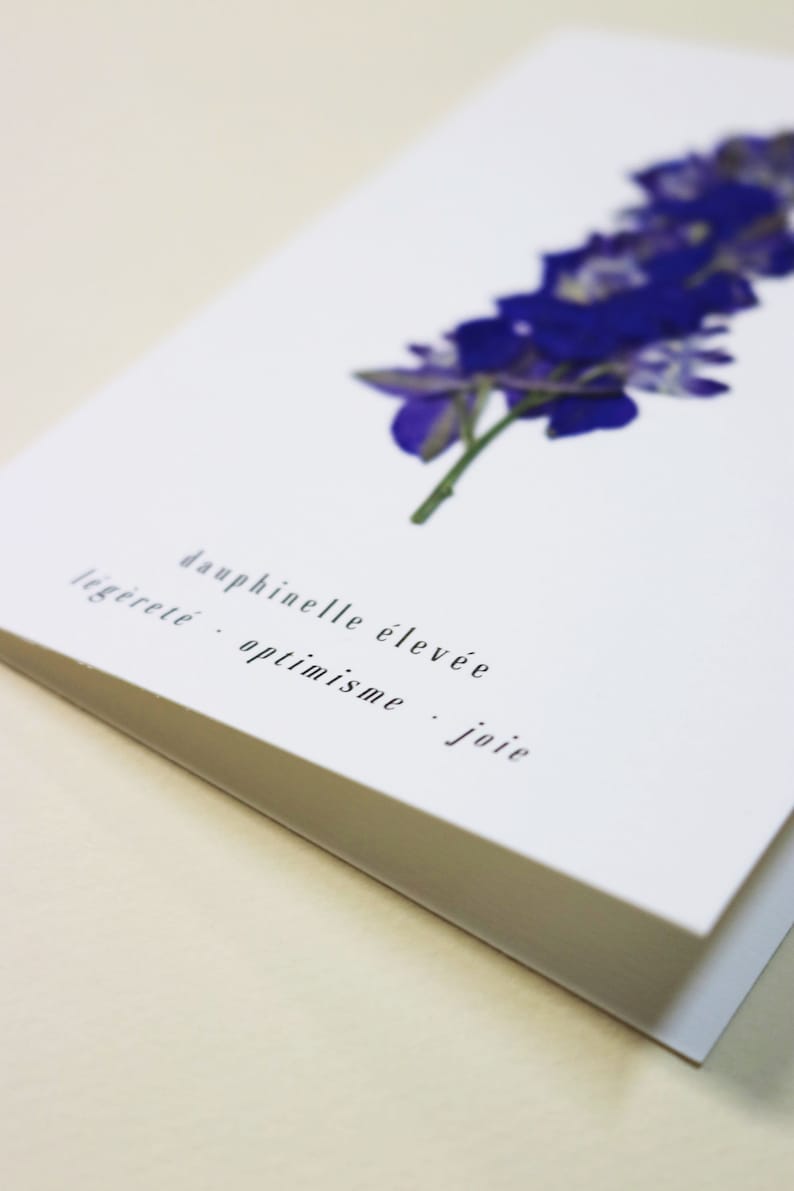 Dauphinelle fleur rose delphinium carte avec fleur séchée carte de voeux carte d'anniversaire carte cadeau carte florale carte herbier offrir occasion folium maison botanique carte naissance félicitations