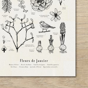 Cartaz "Flores de Janeiro" · Ilustração A3 de flores da estação · Gravura botânica, Decoração de parede, Presente de nascimento imagem 2