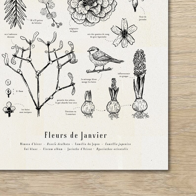 Cartaz "Flores de Janeiro" · Ilustração A3 de flores da estação · Gravura botânica, Decoração de parede, Presente de nascimento imagem 2