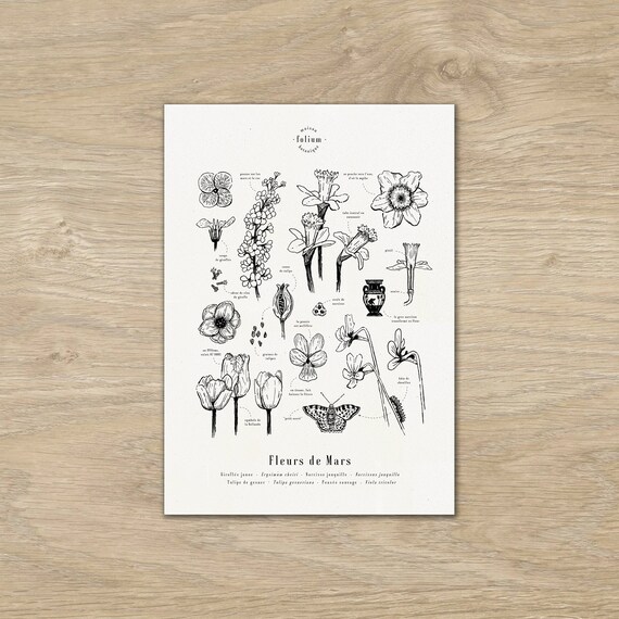 Affiche "Les fleurs de Mars" · Illustration de fleurs de saison format A3 · Gravure botanique, dessin végétal, décoration florale