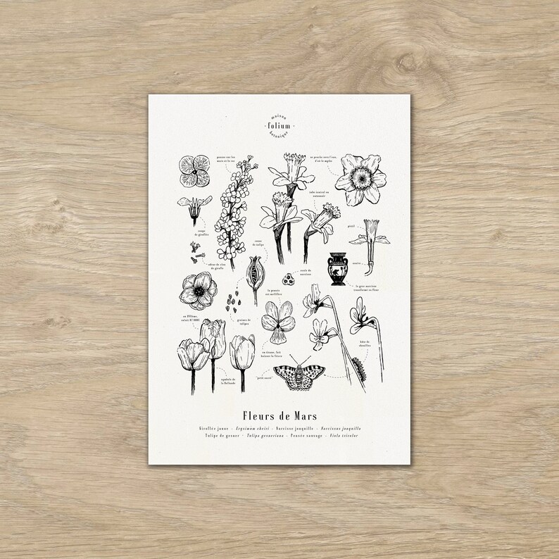K&ouml;nnte beinhalten: Eine Schwarzwei&szlig;illustration verschiedener Blumen, darunter Narzissen, Tulpen und Vergissmeinnicht. Die Illustration ist mit "Blumen des M&auml;rz" beschriftet und enth&auml;lt die wissenschaftlichen Namen jeder Blume.