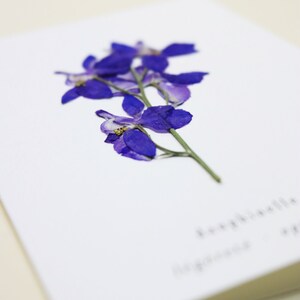 Dauphinelle fleur rose delphinium carte avec fleur séchée carte de voeux carte d'anniversaire carte cadeau carte florale carte herbier offrir occasion folium maison botanique carte naissance félicitations