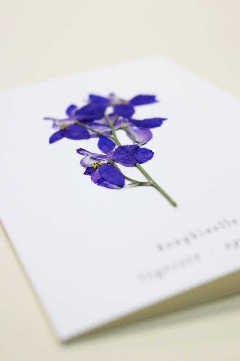 Dauphinelle fleur rose delphinium carte avec fleur séchée carte de voeux carte d'anniversaire carte cadeau carte florale carte herbier offrir occasion folium maison botanique carte naissance félicitations
