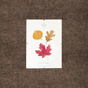 Dried leaf herbarium · Autumn leaves · n·055 · Frame dried leaves, framed herbarium, table pressed leaves, Folium