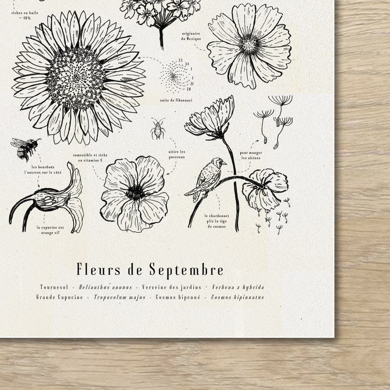 May include: Black and white line art illustration of various flowers, including a sunflower, a cosmos flower, and a verbena flower. The illustration is labeled "Fleurs de Septembre" and lists the botanical names for each flower.