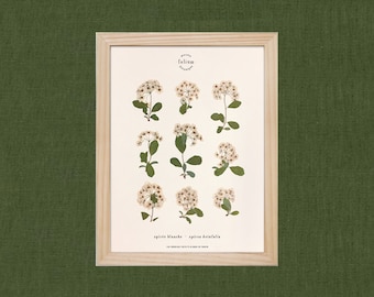 Peut inclure: Une estampe botanique encadrée d'un spirea betulafolia, également appelé spirea blanche. L'estampe présente 12 illustrations des fleurs blanches et des feuilles vertes de la plante. L'estampe est intitulée "spirea blanche - spirea betulafolia" et comprend le texte "Les Jardins Secrets d'un Monde de Tendresse".
