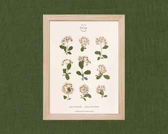 Herbier de fleurs séchées · Spirée à fleurs blanches ·  n·054