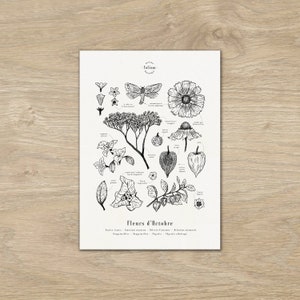 Cartel "Las flores de octubre" · A3 ilustración de flores de temporada · Grabado botánico, dibujo botánico, regalo de nacimiento, póster