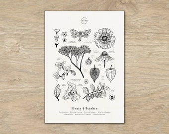 Peut inclure: Illustration botanique en noir et blanc de fleurs et de plantes, y compris un papillon, une fleur à cinq pétales et une fleur à calice en forme de cloche. Le texte "Flowers d'Octohre" est en bas de l'image.