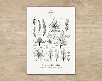 Cartel "Las flores de diciembre" · Ilustración 30x42 cm de flores de temporada · Grabado botánico, Dibujo floral, Decoración floral, A3