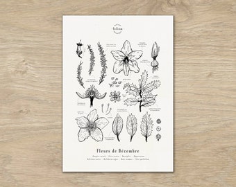 Poster "The flowers of December" · Illustration 30x42 cm of seasonal flowers · Botanical engraving, Floral drawing, Floral decoration, A3