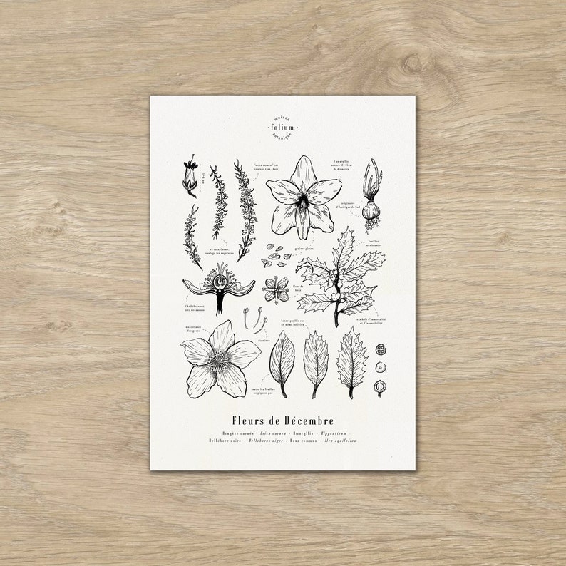 Cartel "Las flores de diciembre" · Ilustración 30x42 cm de flores de temporada · Grabado botánico, Dibujo floral, Decoración floral, A3 imagen 1