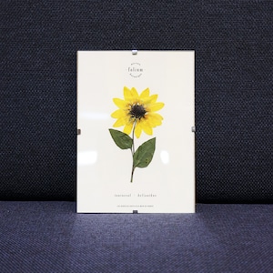 Dried Flower Herbarium Sunflower n 063 Dried Flower Frame, Framed Herbarium, Sunflower Flower, Folium Maison Botanique