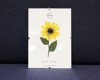 Peut inclure: Une image encadrée d'un tournesol pressé avec des feuilles vertes et le texte "tournesol - helianthus" et "Maison Folium - Botaniste" imprimé sur un fond blanc.
