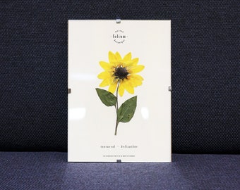 Herbier de fleur séchée · Tournesol · n·063 · Cadre de fleur séchée, Herbier encadré, Fleur tournesol, Folium Maison Botanique