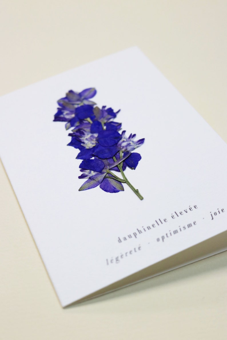 Dauphinelle fleur rose delphinium carte avec fleur séchée carte de voeux carte d'anniversaire carte cadeau carte florale carte herbier offrir occasion folium maison botanique carte naissance félicitations
