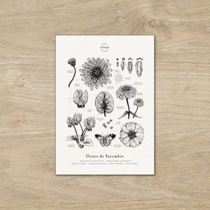 Locandina "I fiori di novembre" · A3 illustrazione di fiori stagionali · Incisione botanica, disegno floreale, regalo per bambini, compleanno