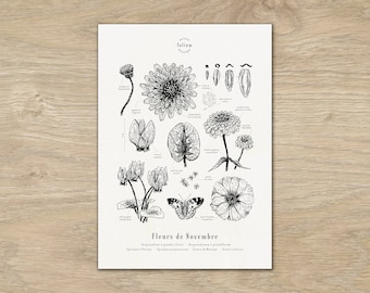 Cartel "Las flores de noviembre" · A3 ilustración de flores de temporada · Grabado botánico, dibujo floral, regalo de bebé, cumpleaños