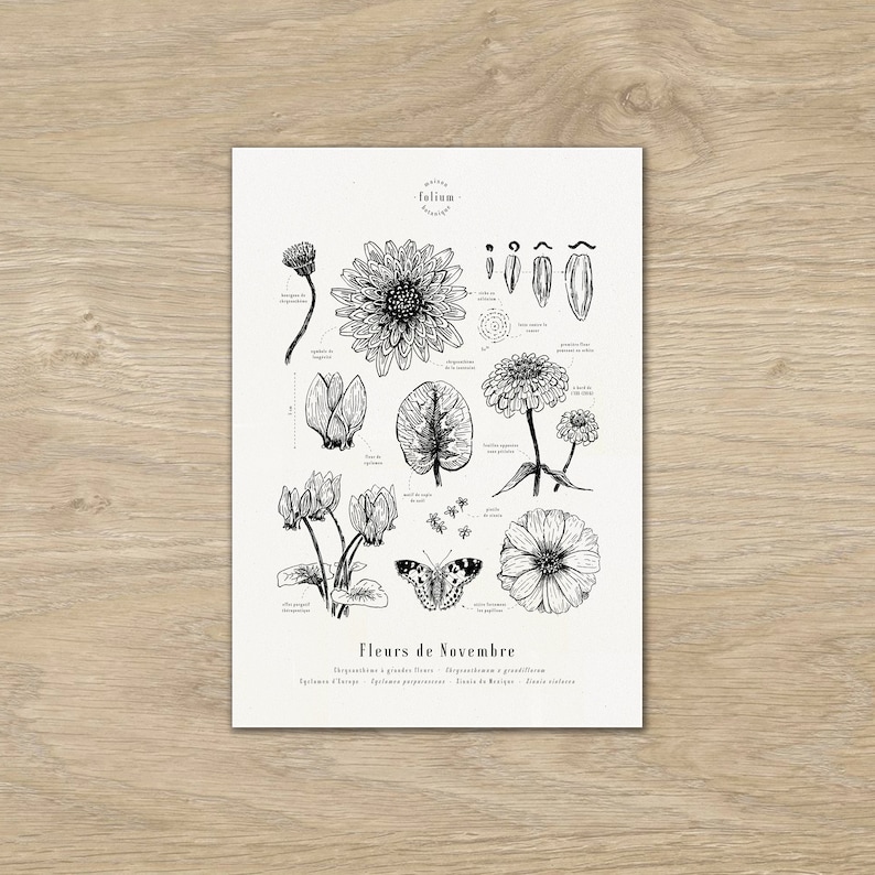 Cartaz "Flores de Novembro" · Ilustração A3 de flores sazonais · Gravura botânica, desenho de flores, presente de bebê, aniversário imagem 1