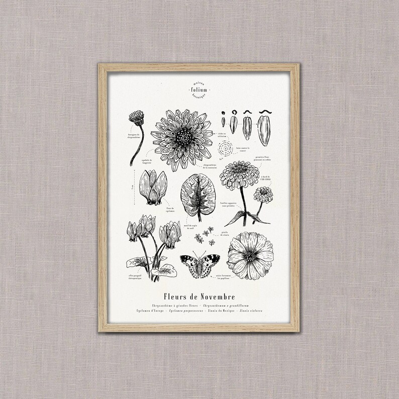 Cartaz "Flores de Novembro" · Ilustração A3 de flores sazonais · Gravura botânica, desenho de flores, presente de bebê, aniversário imagem 3