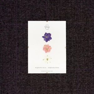 Herbarium of dried flowers · Dauphinelles · n·20 · Frame pressed flowers, herbarium table, framed herbarium, pink flowers, white flowers