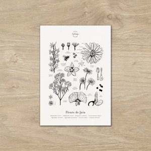 Poster "The flowers of June" · A3 illustration of seasonal flowers · Botanical engraving, Floral decoration, Black and white drawing, Gift June