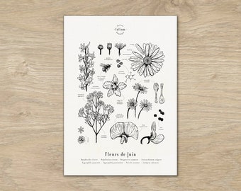 Cartel "Las flores de junio" · A3 ilustración de flores de temporada · Grabado botánico, Decoración floral, Dibujo en blanco y negro, Regalo junio