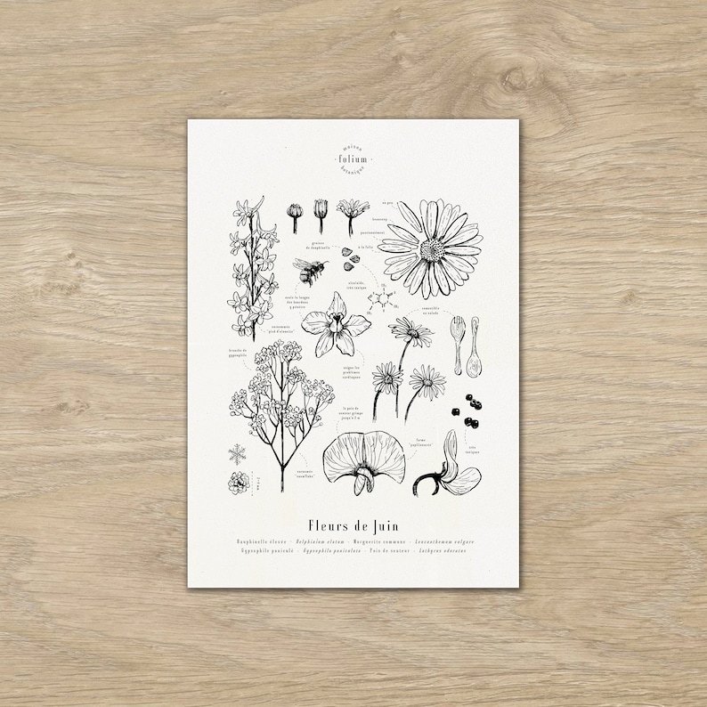 Cartel "Las flores de junio" · A3 ilustración de flores de temporada · Grabado botánico, Decoración floral, Dibujo en blanco y negro, Regalo junio imagen 1