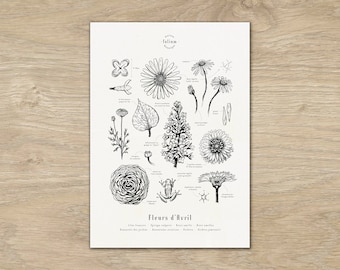 Affiche "Les fleurs d'Avril" · Illustration botanique A3 · Dessin floral, Cadeau personnalisé avril, Cadeau naissance anniversaire, Gravure