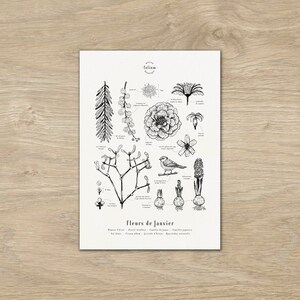 Cartel "Las flores de enero" · Ilustración A3 de flores de temporada · Grabado botánico, Decoración de pared, Regalo de nacimiento