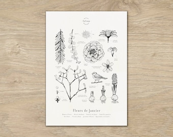 Cartel "Las flores de enero" · Ilustración A3 de flores de temporada · Grabado botánico, Decoración de pared, Regalo de nacimiento