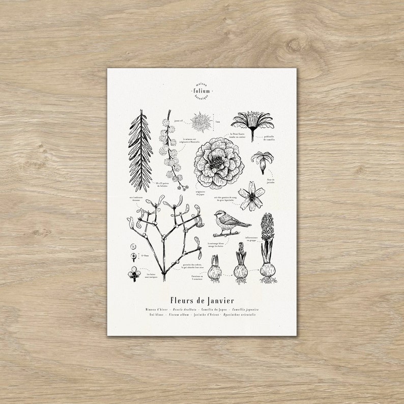 Cartaz "Flores de Janeiro" · Ilustração A3 de flores da estação · Gravura botânica, Decoração de parede, Presente de nascimento imagem 1