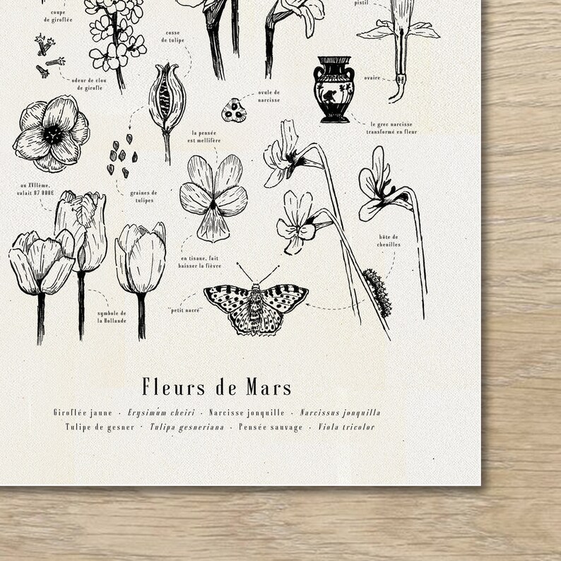 K&ouml;nnte beinhalten: Eine Schwarzwei&szlig;-Illustration von M&auml;rzblumen, darunter ein Schmetterling, eine Tulpe, ein Stiefm&uuml;tterchen und eine Narzisse. Die Illustration ist mit den franz&ouml;sischen Namen f&uuml;r jede Blume sowie den lateinischen Namen beschriftet. Der Text lautet "Fleurs de Mars" und listet die Namen der Blumen auf Franz&ouml;sisch und Lateinisch auf.