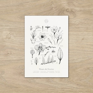 Cartel "Las flores de febrero" · Cartel A3 ilustración de flores de temporada · Grabado botánico, decoración de paredes, marco botánico, dibujo