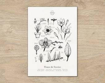 Affiche "Les fleurs de Février" · Affiche A3 illustration de fleurs de saison · Gravure botanique, déco murale, Cadre botanique, dessin