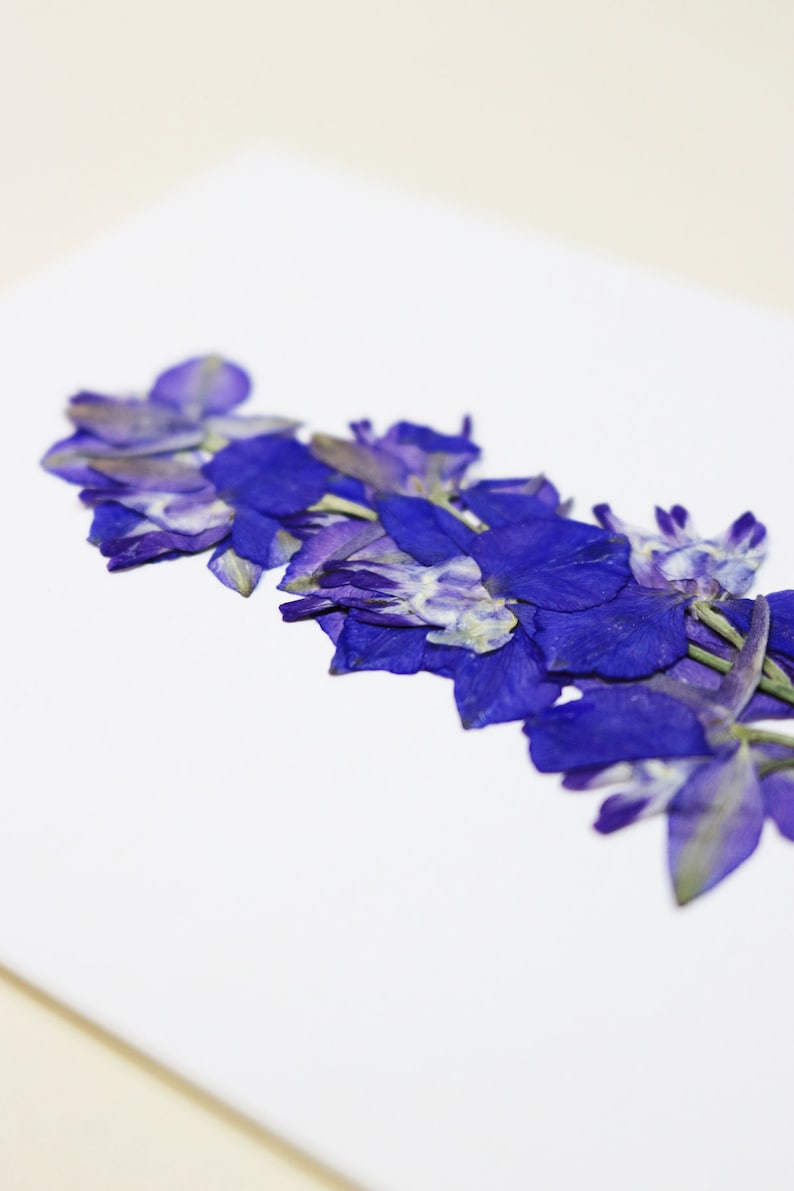 Dauphinelle fleur rose delphinium carte avec fleur séchée carte de voeux carte d'anniversaire carte cadeau carte florale carte herbier offrir occasion folium maison botanique carte naissance félicitations